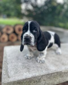 JASPER
