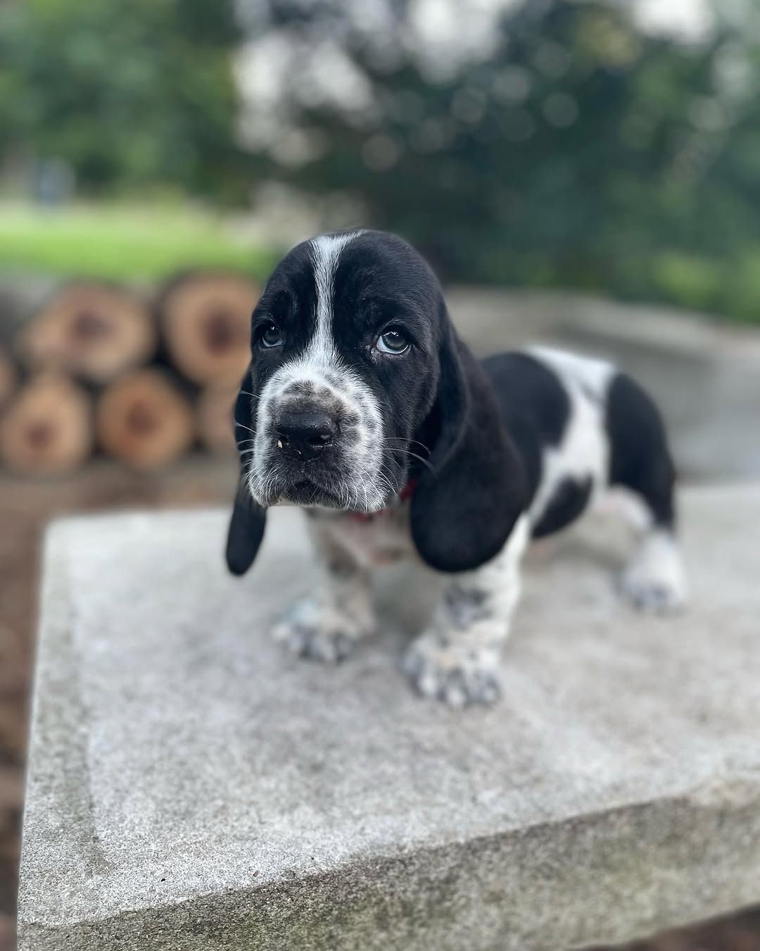 JASPER