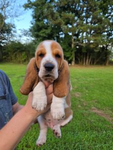 SADIE - Female