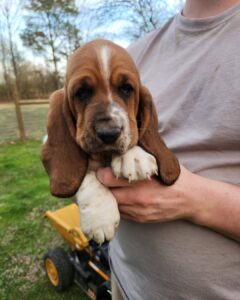 Daisy - Female